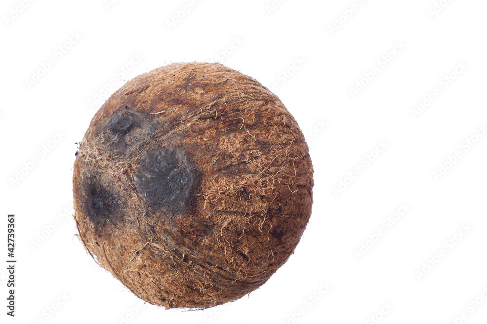 Coconut Coconut