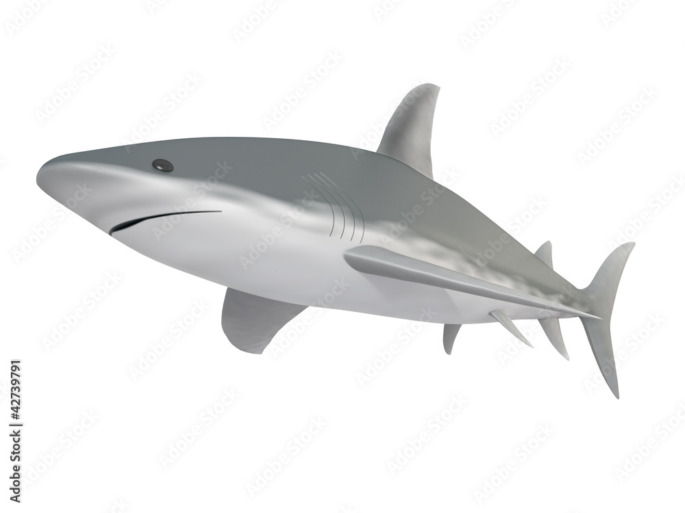 shark on a white background