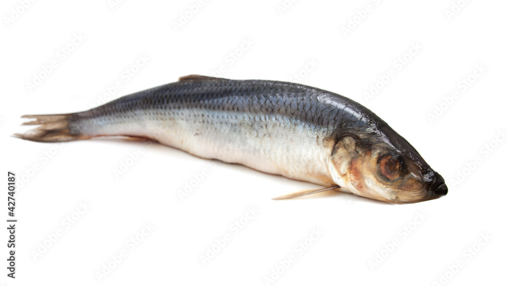 Fresh herring fish isolated on white background Fresh herring fish isolated on white background