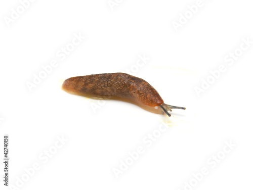 Slug - the slowest animal. It creeps on a white background.
