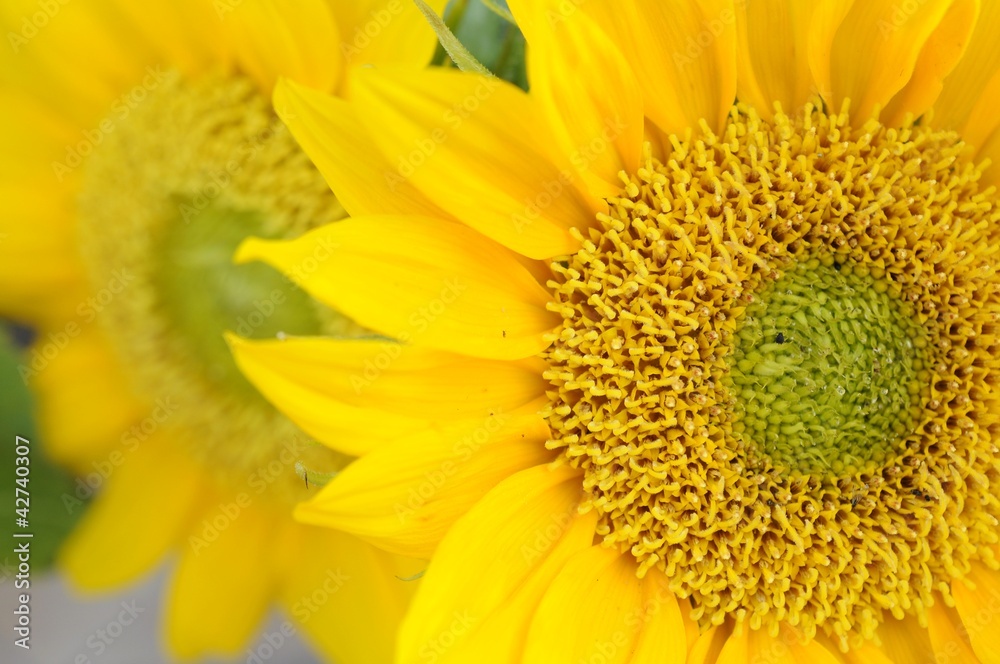 Fototapeta premium Żółty słonecznik