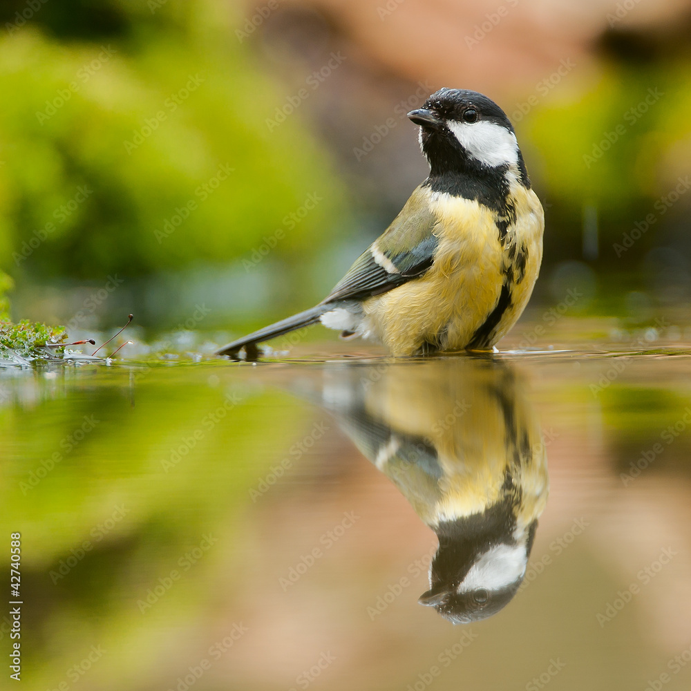 Fototapeta premium Reflection