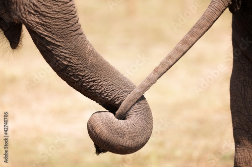 Canvas Print elephant love