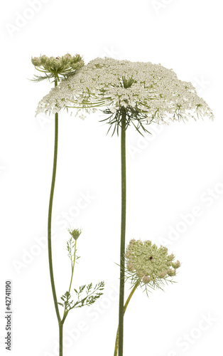 Myrrhis odorata