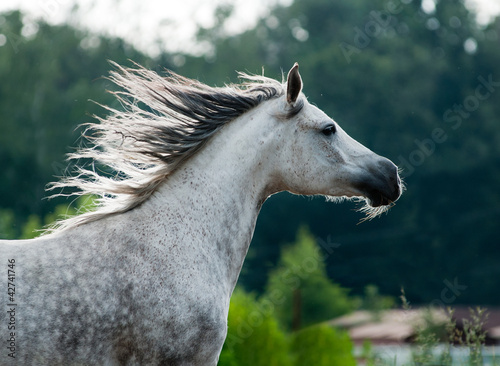 Obraz na płótnie arabian horse w salonie
