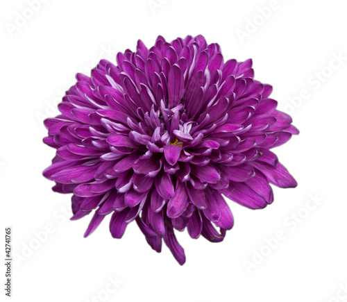Flower of pink chrysanthemum isolated on white background