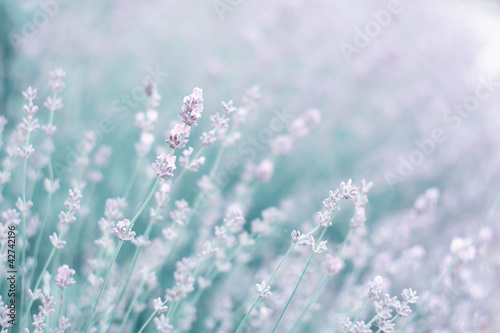 purple lavander flower