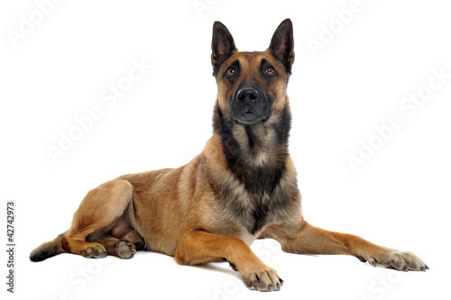 malinois