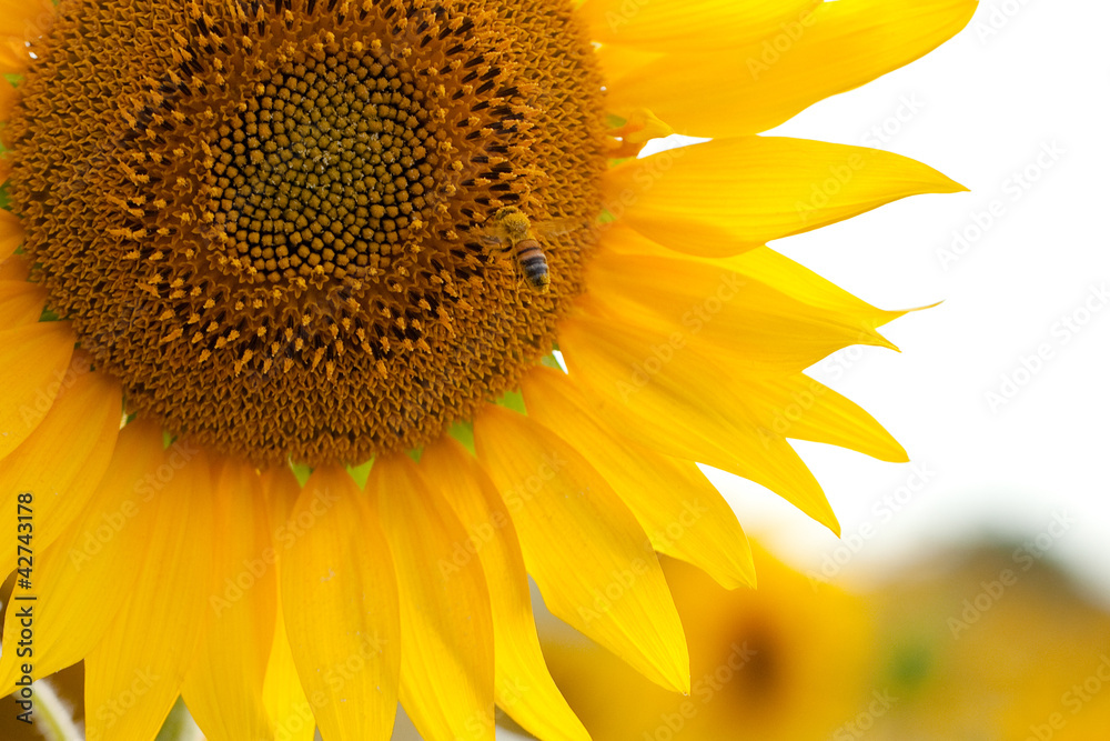 Naklejka premium Girasole
