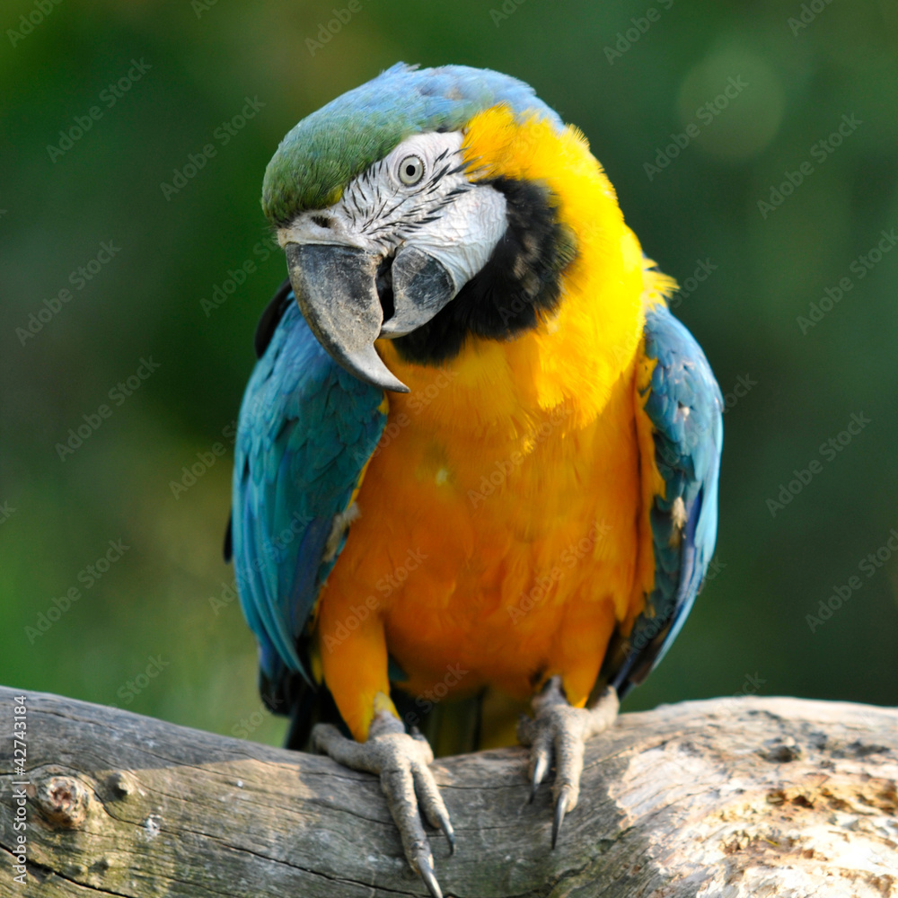 a parrot sitting on a bole