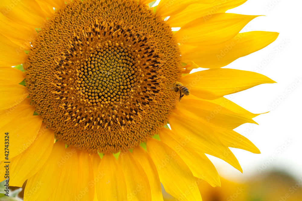 Naklejka premium Girasole