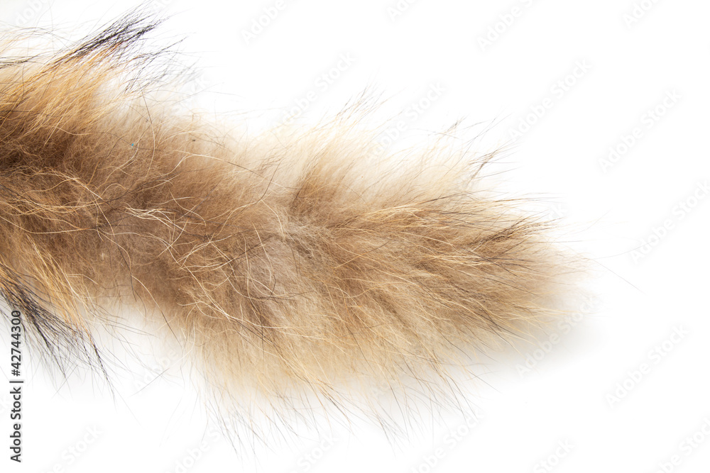 Obraz premium fur on white background