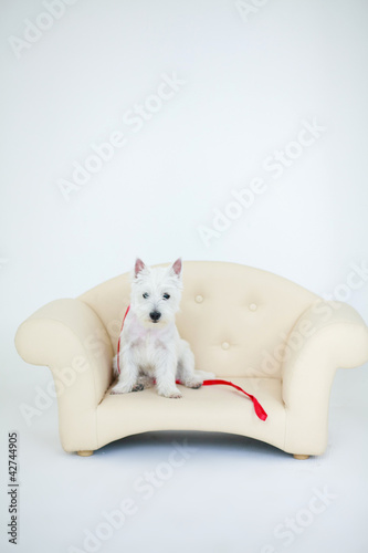 West Highland White Terrier in the chair