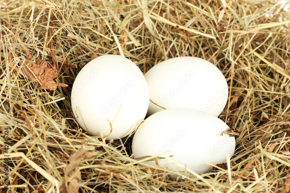 white eggs in a nest of hay close-up