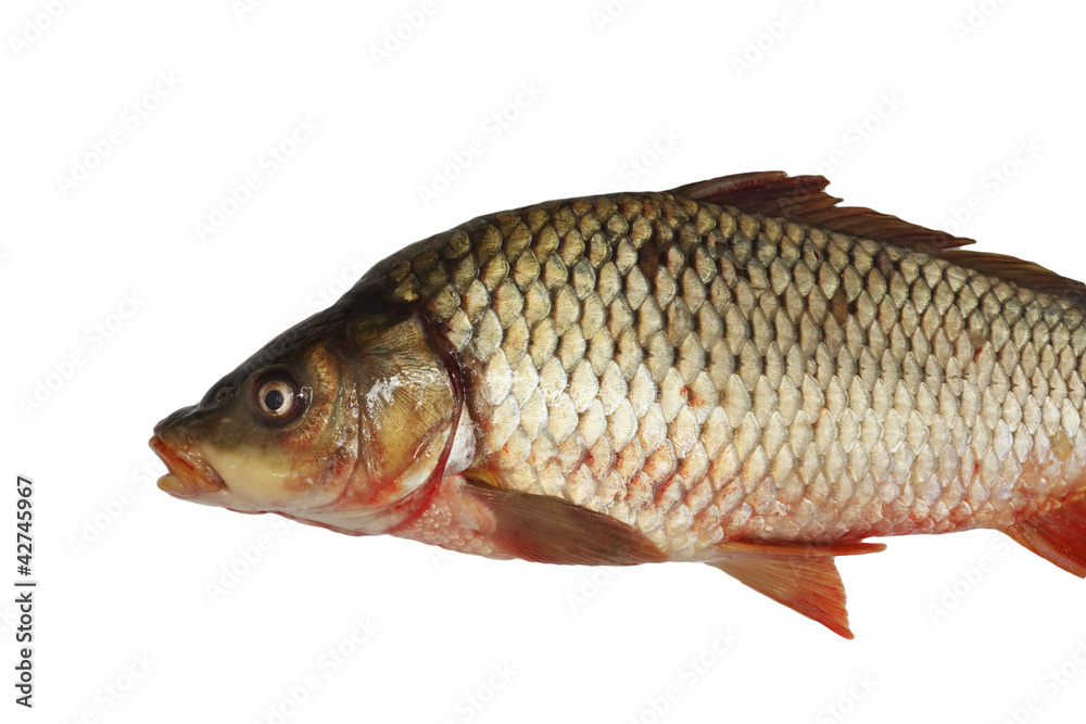 Carp isolated on white background Carp isolated on white background
