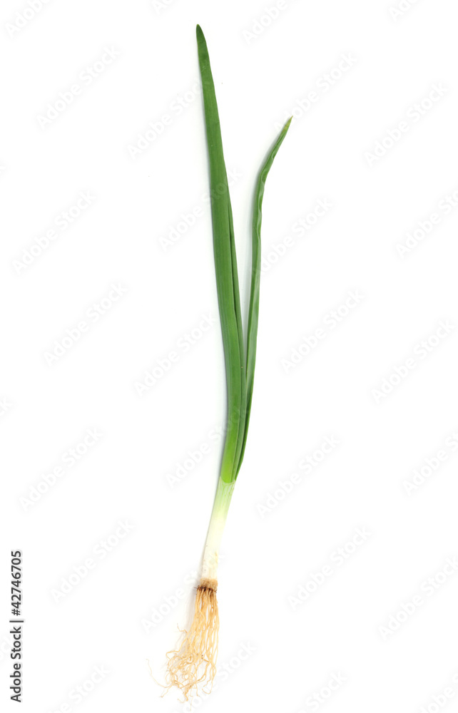 Spring onion isolated on white background.Green onion Spring onion isolated on white background.Green onion