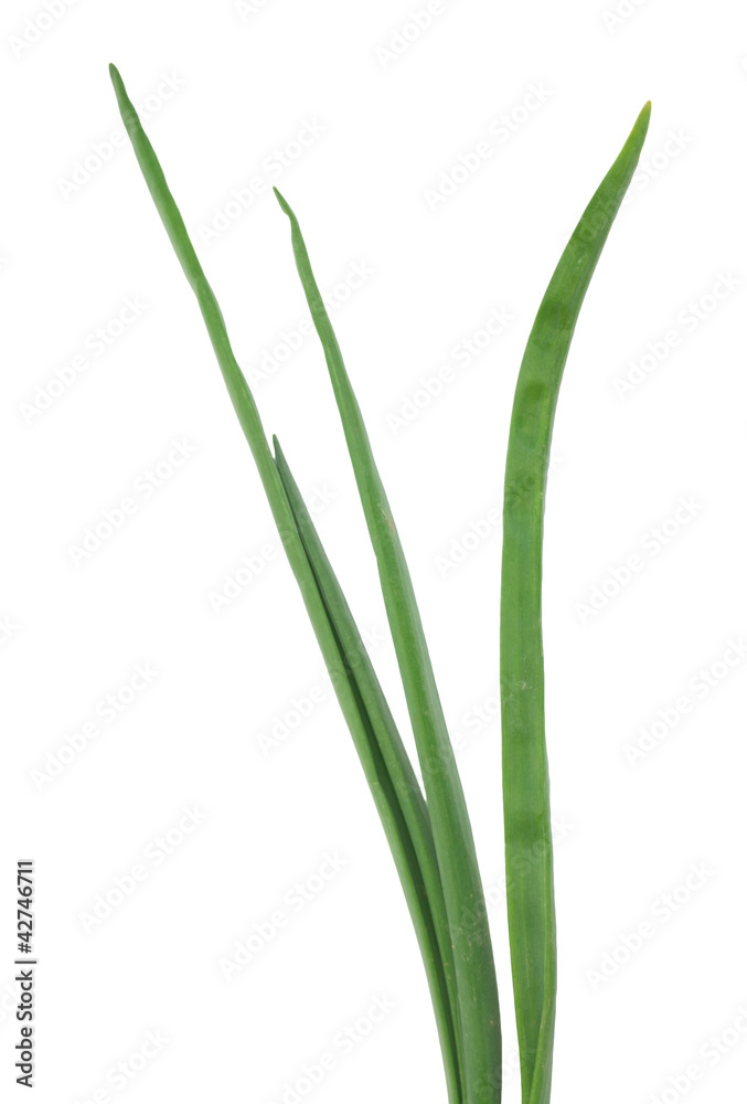 Spring onion isolated on white background.Green onion Spring onion isolated on white background.Green onion