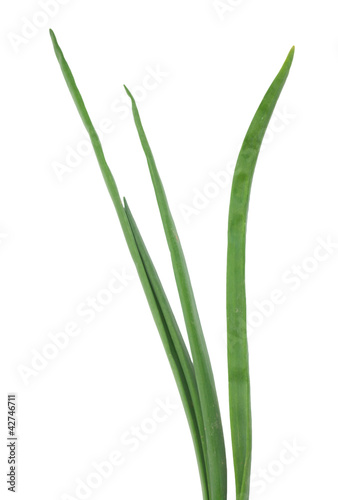 Spring onion isolated on white background.Green onion