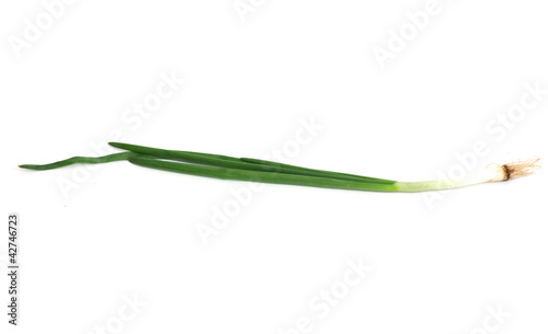 Spring onion isolated on white background.Green onion