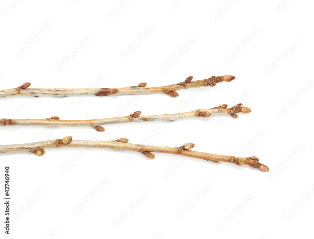 branches currant buds on a white background branches currant buds on a white background