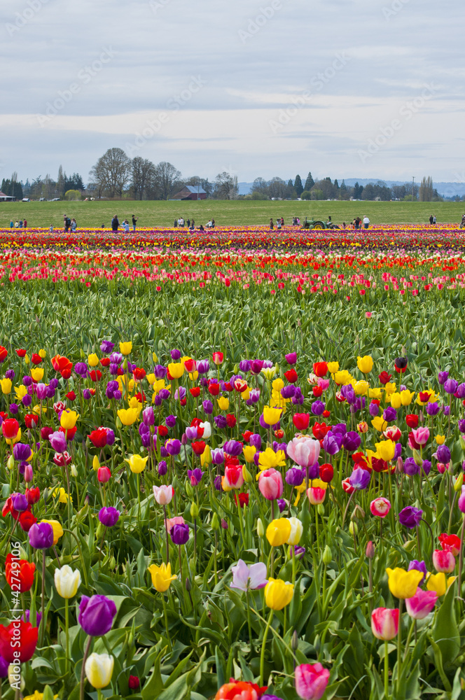 Colorful field of tulip flowers in bloom