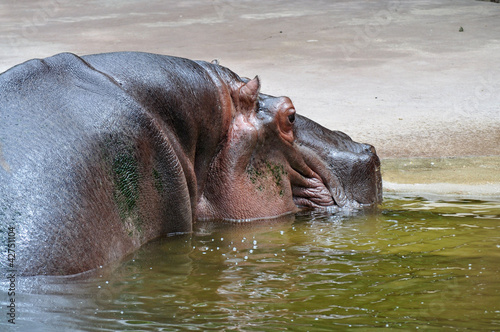 Hippo  Hippopotamus amphibius  lying in water