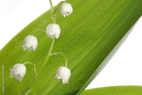 Blooming lily of the valley
