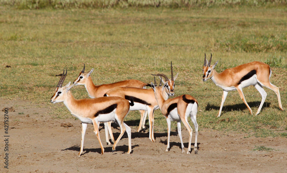 Grant's gazelles in the Ngorongoro Crater, Tanzania Grant's gazelles in the Ngorongoro Crater, Tanzania