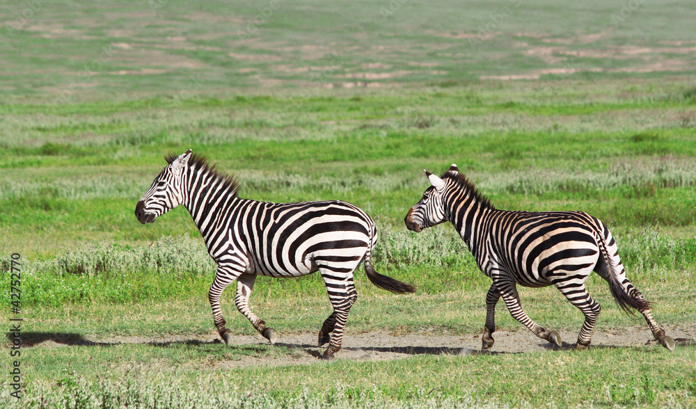 Zebras in the Ngorongoro Crater, Tanzania Zebras in the Ngorongoro Crater, Tanzania