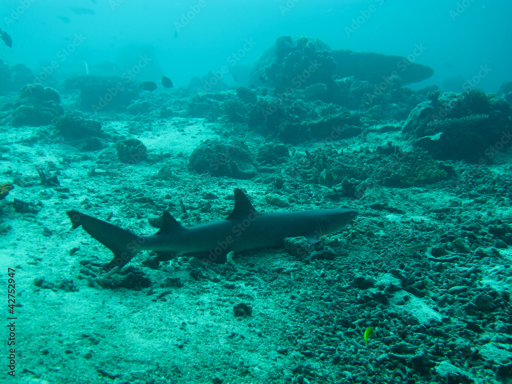 Naklejka premium shark underwater