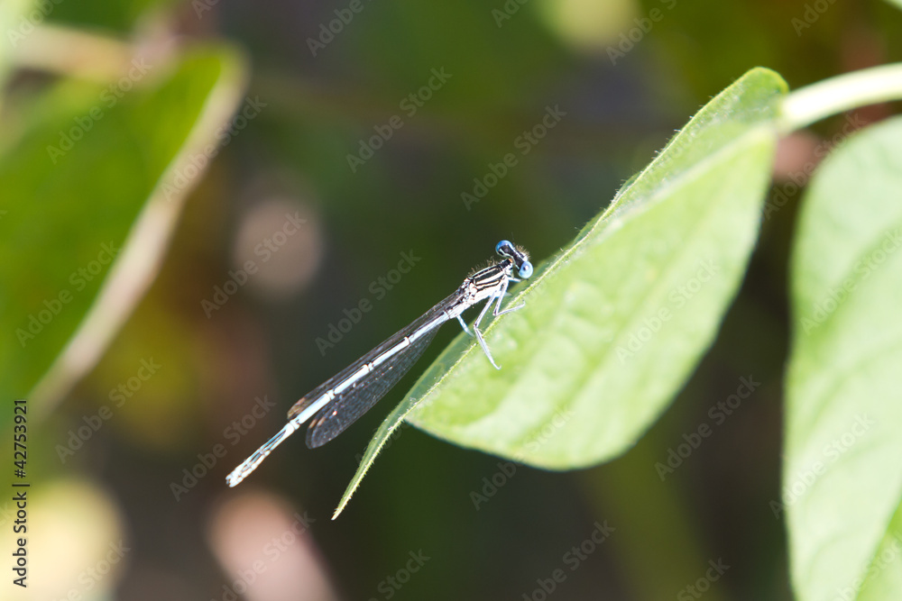 Common Bluetail Damselfly (dragonfly, Ischnura heterosticta) Common Bluetail Damselfly (dragonfly, Ischnura heterosticta)