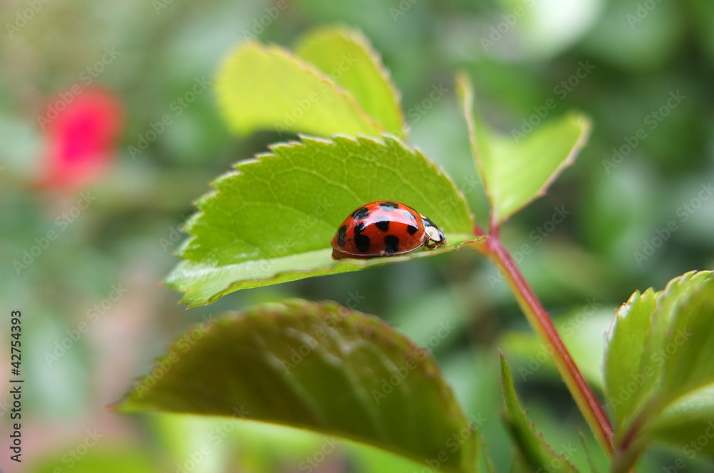 Coccinelle asiatique sur feuille Coccinelle asiatique sur feuille