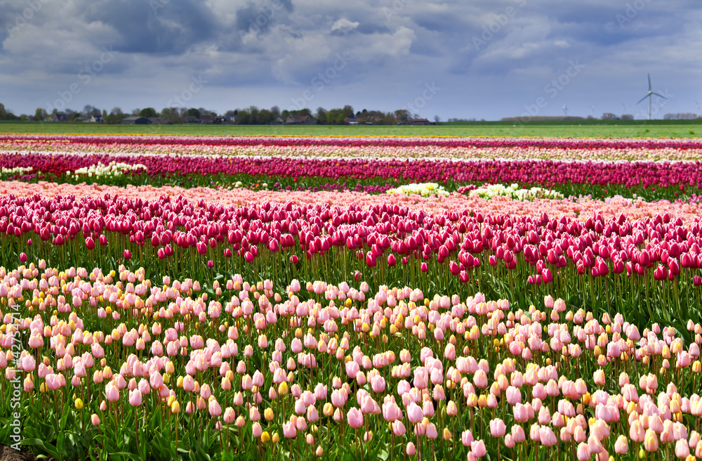 colorful tulips on the field