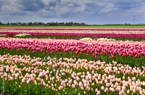 colorful tulips on the field