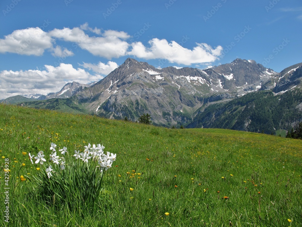 Fototapeta premium Summer in the Bernese Oberland