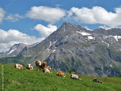 Cattle in the Bernese Oberland, Switzerland