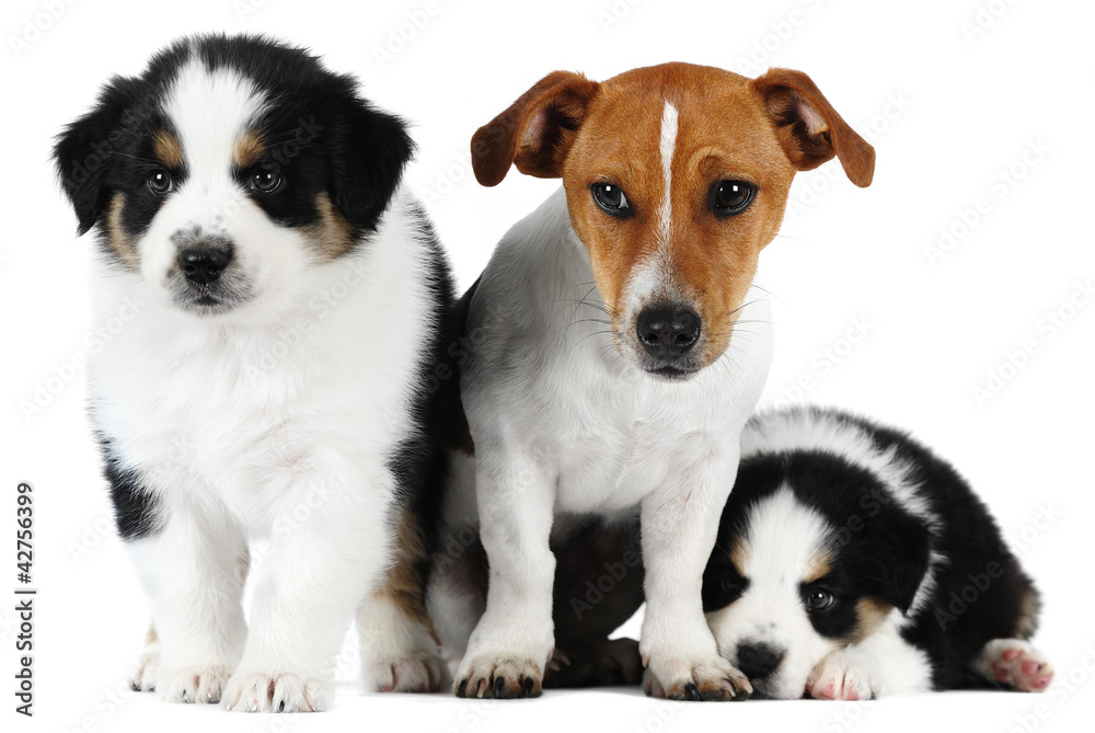 Australian Shepherd dogs, and a Jack Russell Terrier