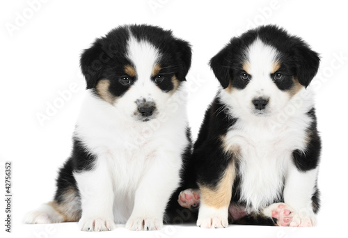 Two australian shepherd dogs i, studio