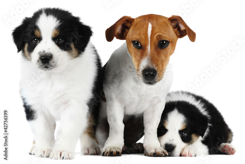 Fototapeta Naklejka Na Ścianę i Meble -  Australian Shepherd dogs, and a Jack Russell Terrier