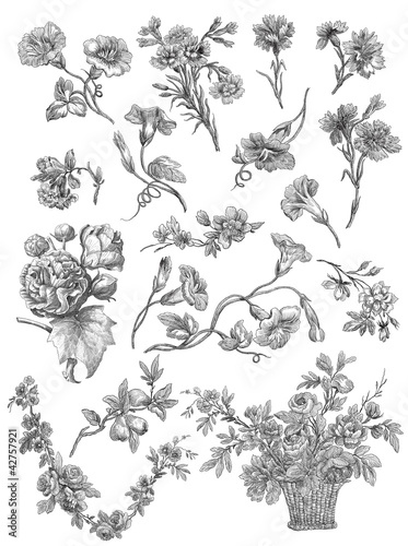 Flowers illustration