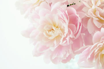 Papier peint photo Pivoines Pivoine japonaise en éclosion délicate  © nana77777
