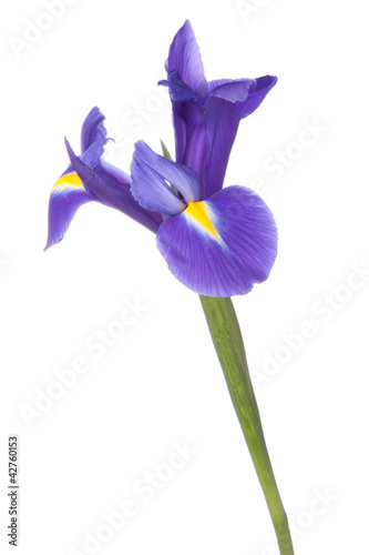 Blue iris or blueflag flower