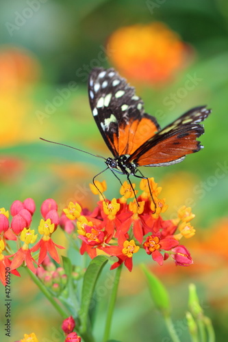 butterfly © ehabeljean
