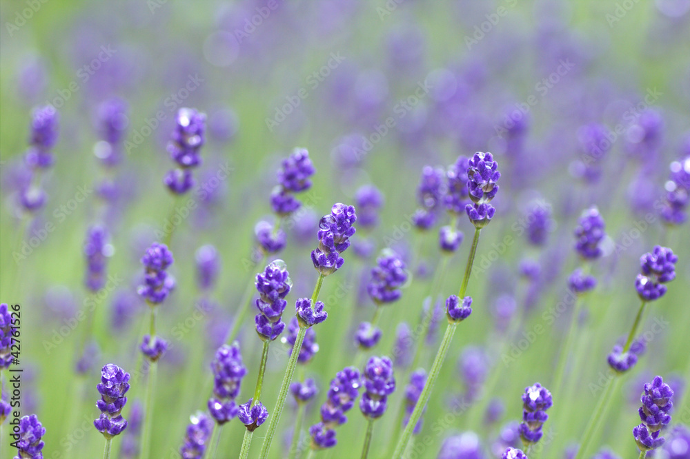 Obraz premium 雨上がりのラベンダー