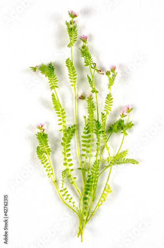Ornithopus sativus / Serradelle 'Emena' photo