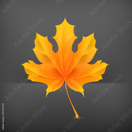 Maple leaf, vector