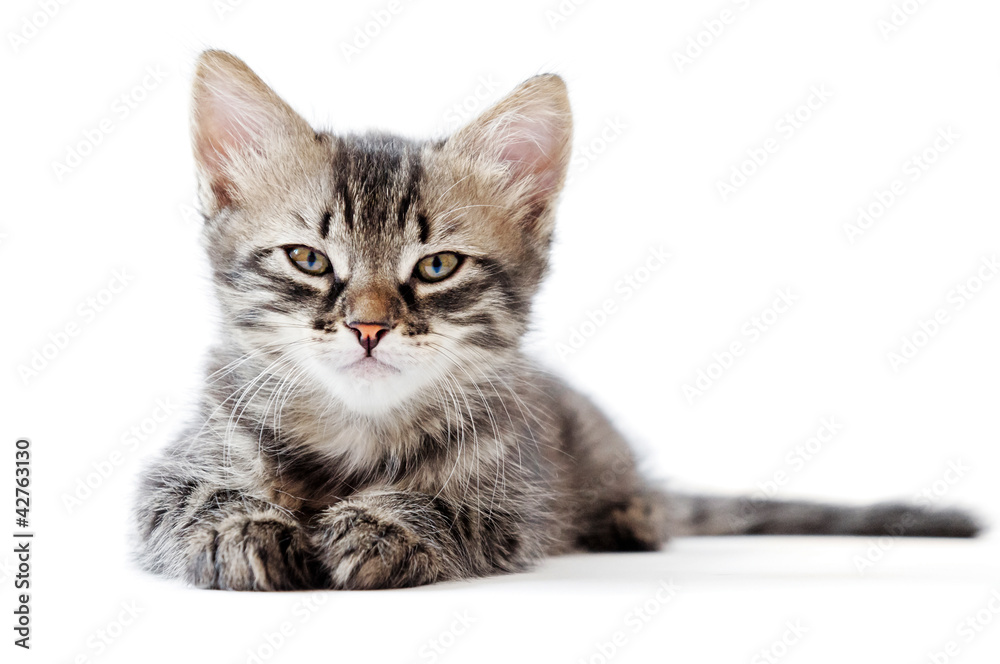 Obraz premium little kitten on white background