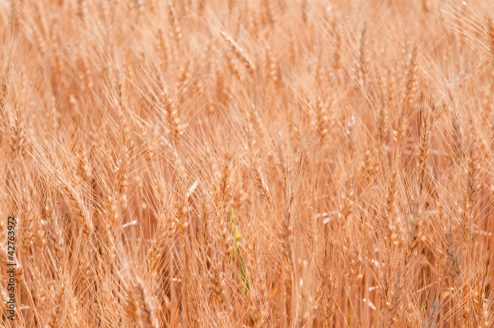grain field grain field