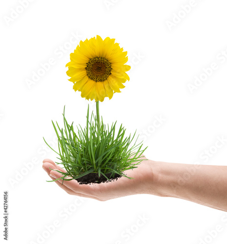 Grasbüschel mit Sonnenblume in der Hand