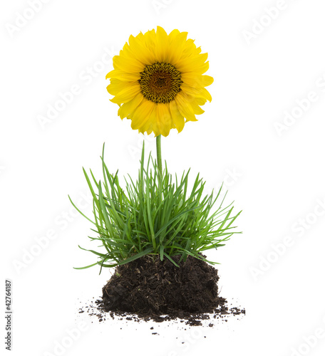Grasbüschel mit Erde und Sonnenblume